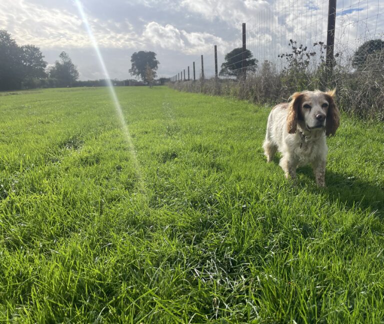 2305 bd593bd546236dc09f06a11e703df646 1 768x648