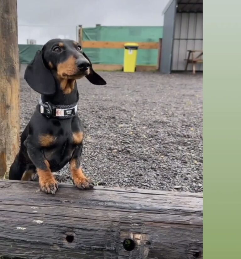 2313 d151fa638a5a8a8aaa8a7ed8671fc22d 1 768x828