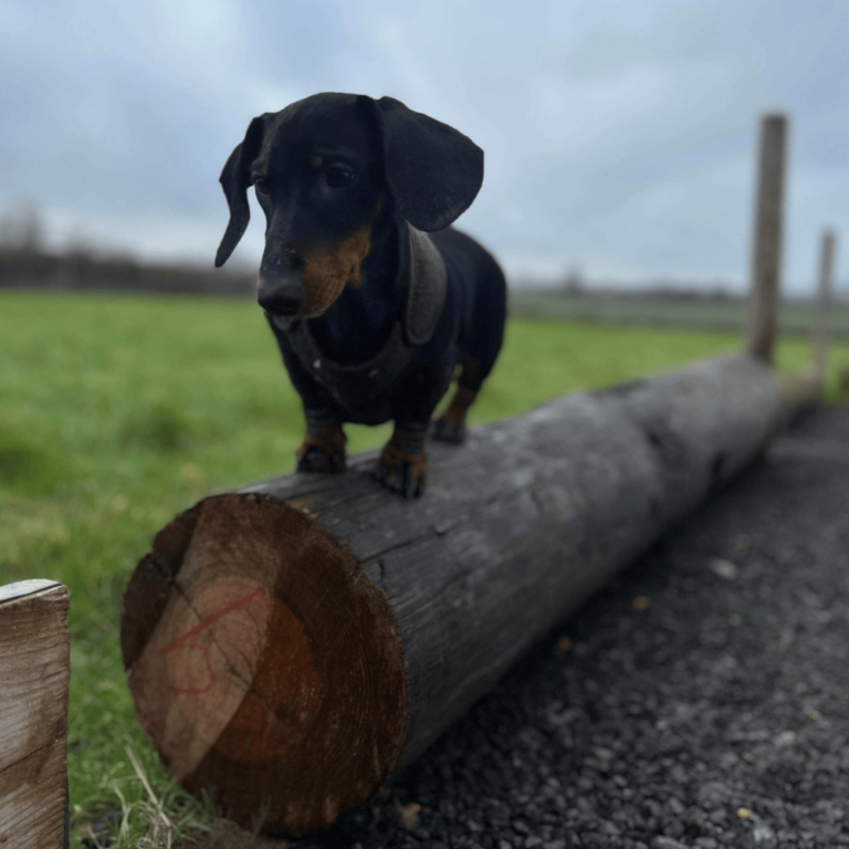 2313 d279685114a9163f7f2209e0a4c88f10 1 768x768