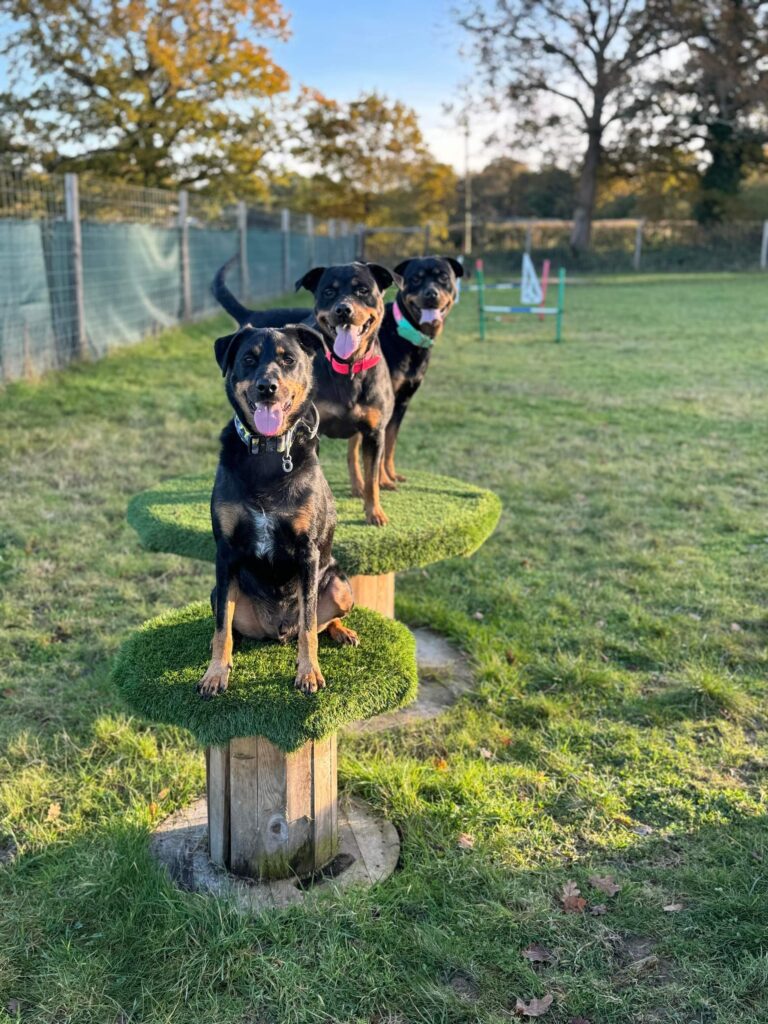 2314 4a61e5b7732a2e823a5197f847c98a25 1 768x1024