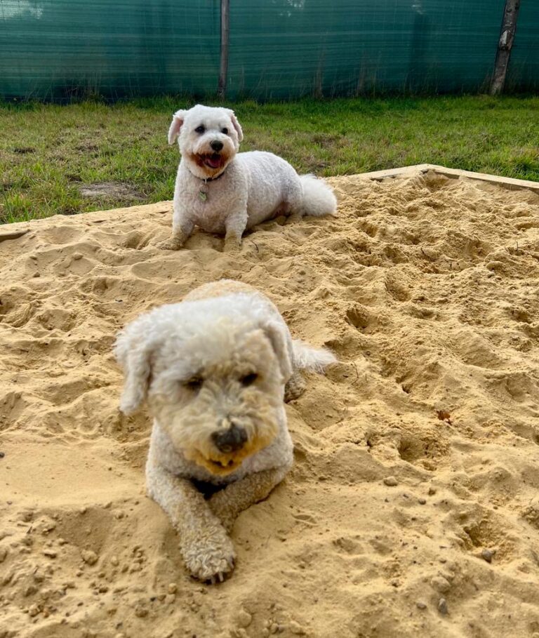 2314 a2248c7b891a0e4892d55f2e809c05b6 1 768x909