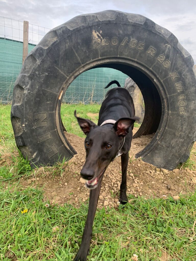 2314 b010c21075bebee46f7d1d103492fc84 1 768x1024