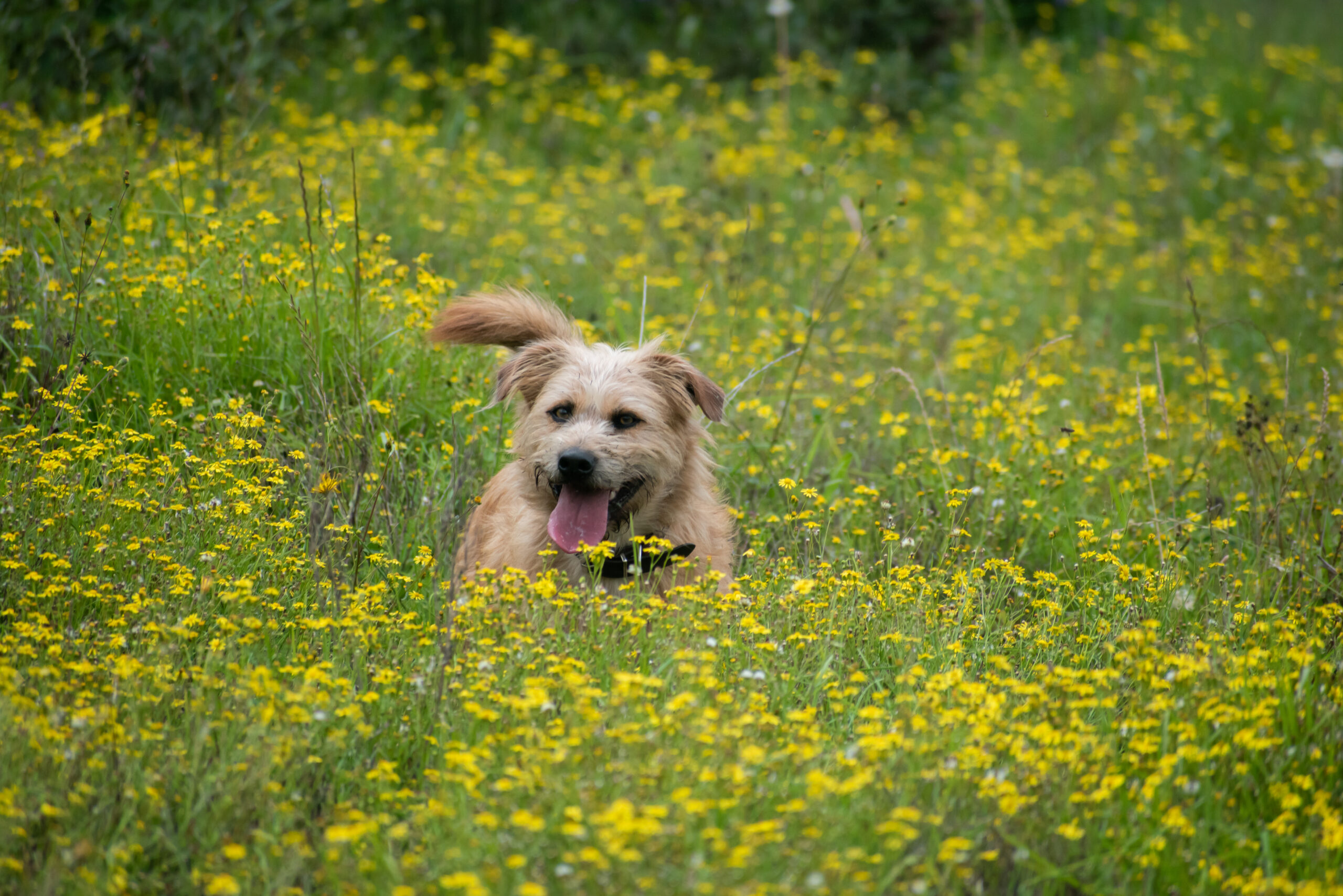 A brown dog with its tongue out stands in a field of yellow flowers, surrounded by green grass.