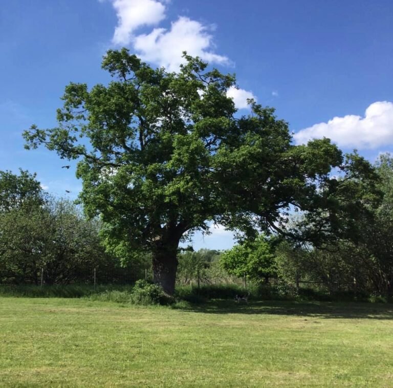 197225846 10159464956326719 3446082517554113721 n 768x758