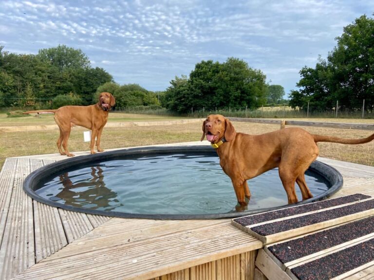 3 Rufus Ollie 768x576