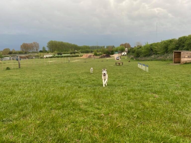 Charliee 11 1 768x576