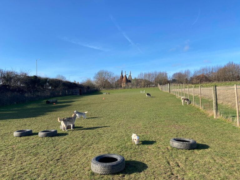 Charliee 6 1 768x576