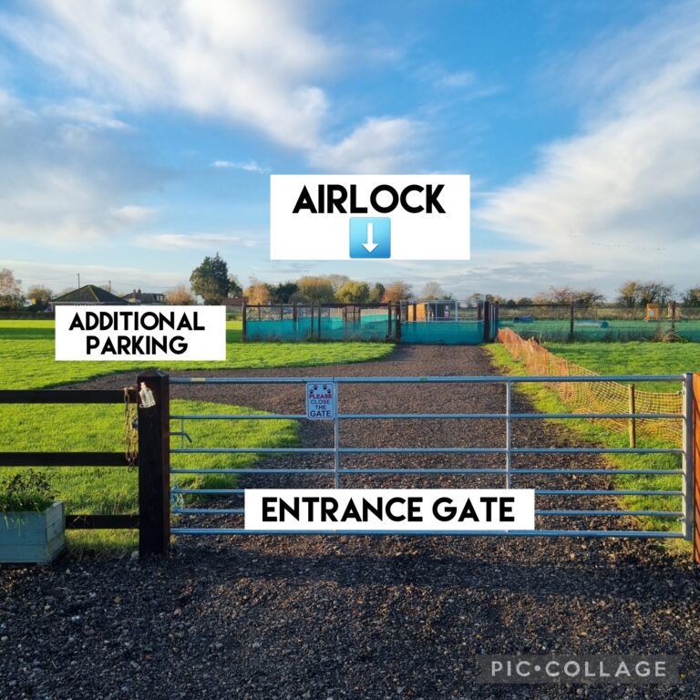 Collage 2022 11 16 10 58 37 768x768