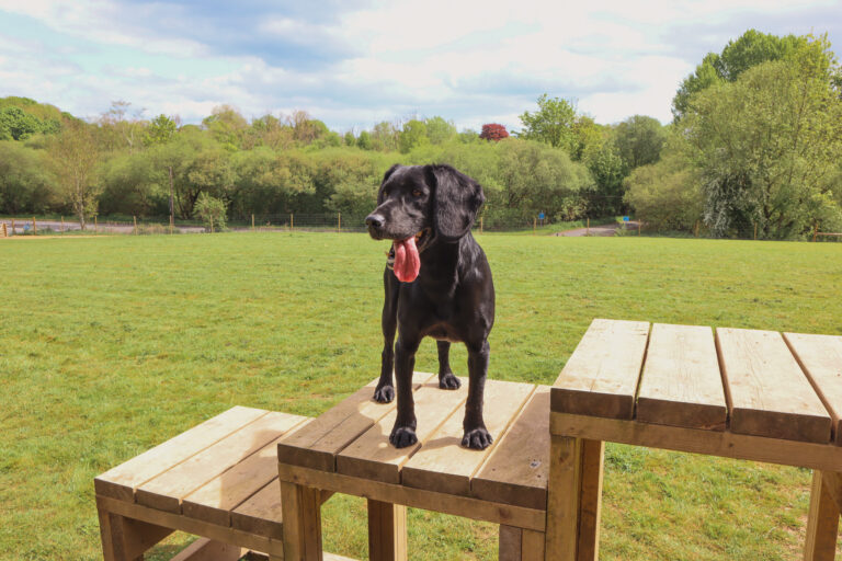 Dog Agility Podium 768x512