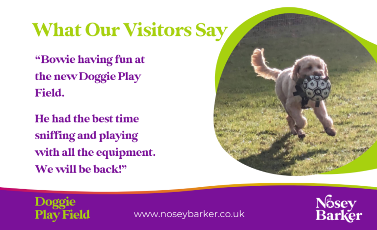 Doggie Play Field Landscape 3 768x468