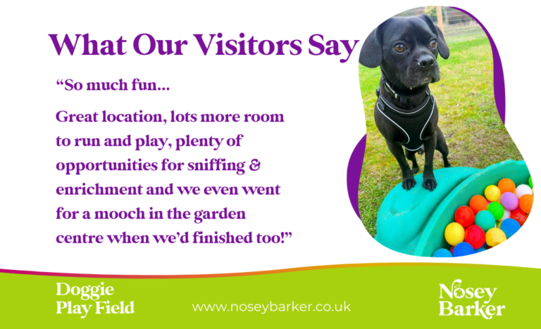 Doggie Play Field Landscape 4 768x468