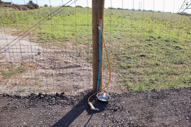 Water for dogs at Paw Paddock 768x512