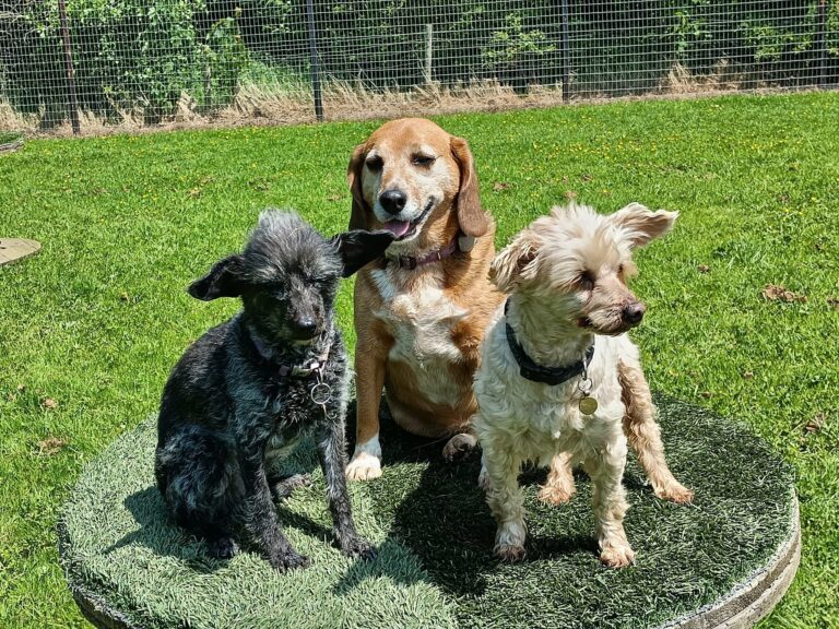 24.06.07 Dogs on Electric Dum 2 768x576