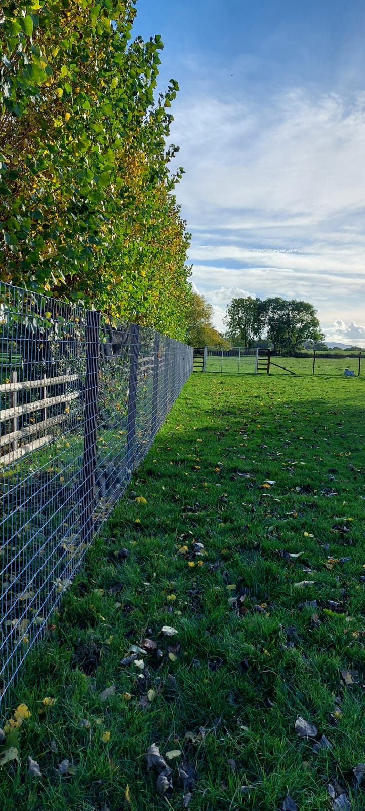 Fence by poplars