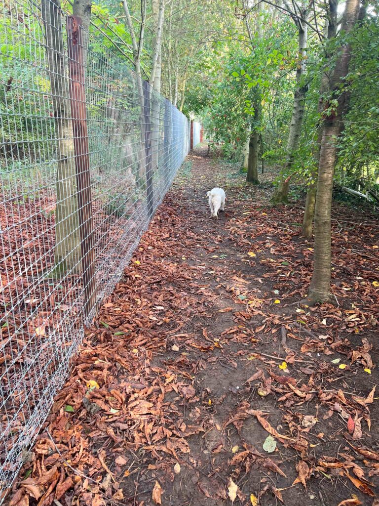 IMG 1461 resized 768x1024