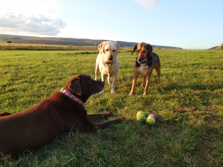 20240726 203332 768x576