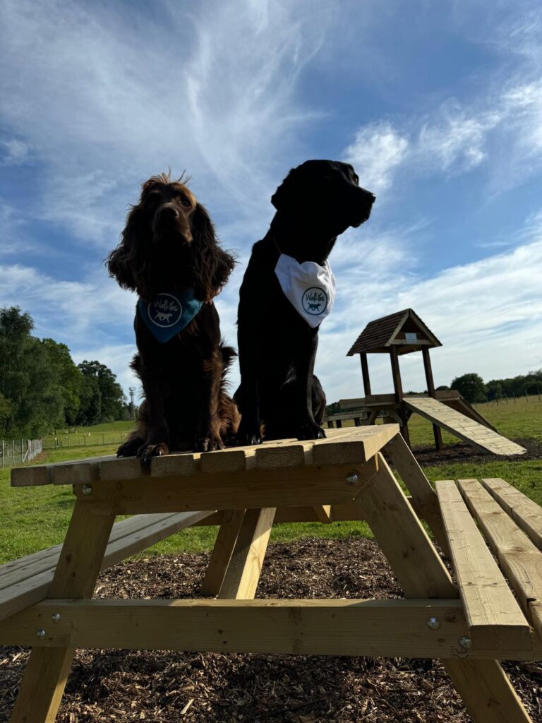 IMG 20240712 WA0033 768x1024