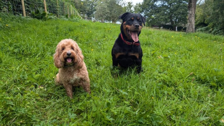 edb63d29 56cf 45e3 bfb9 73e8da4a4f5e 768x432