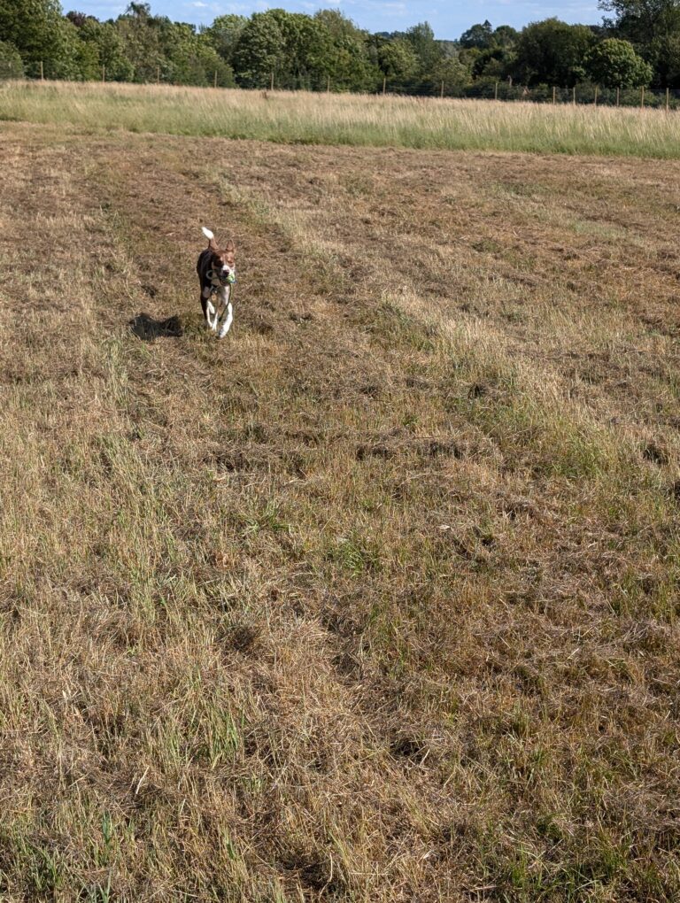 PXL 20240820 144701300.MP 1 768x1020