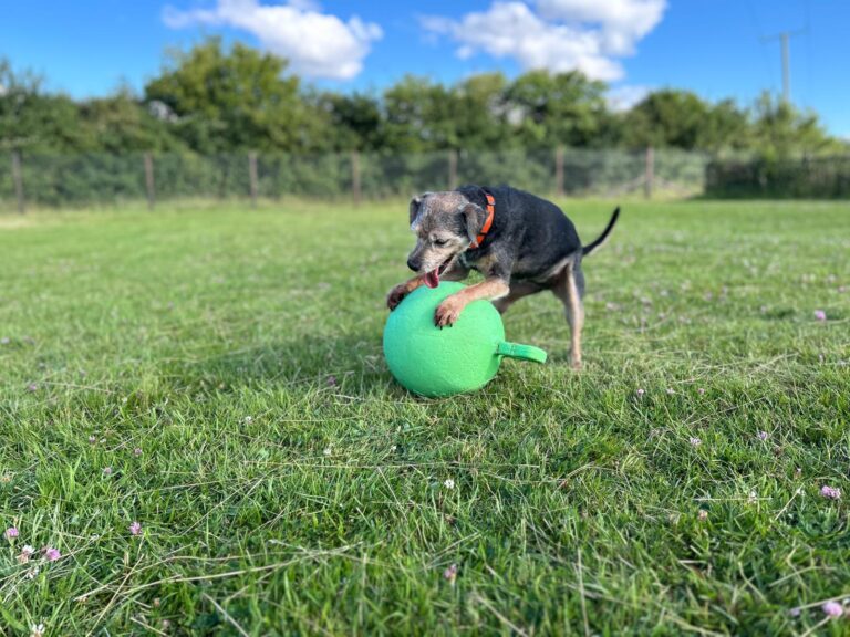 inbound5331791344477979548 768x576