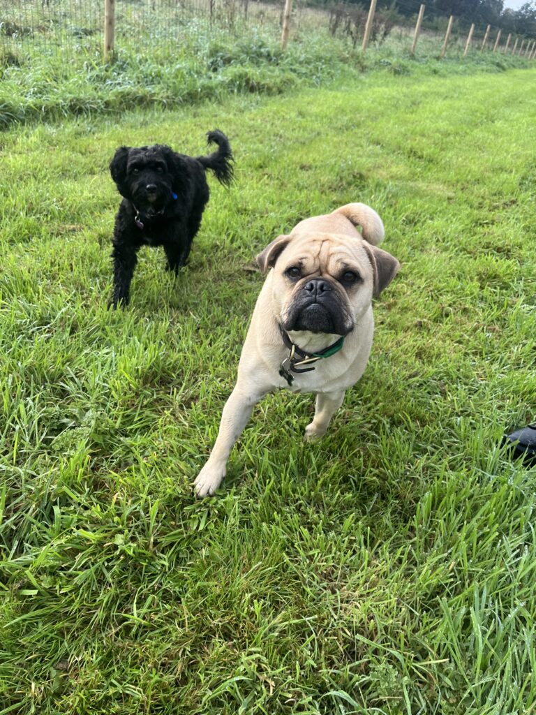 198841D5 141E 4764 A723 EFF873727CAD 768x1024