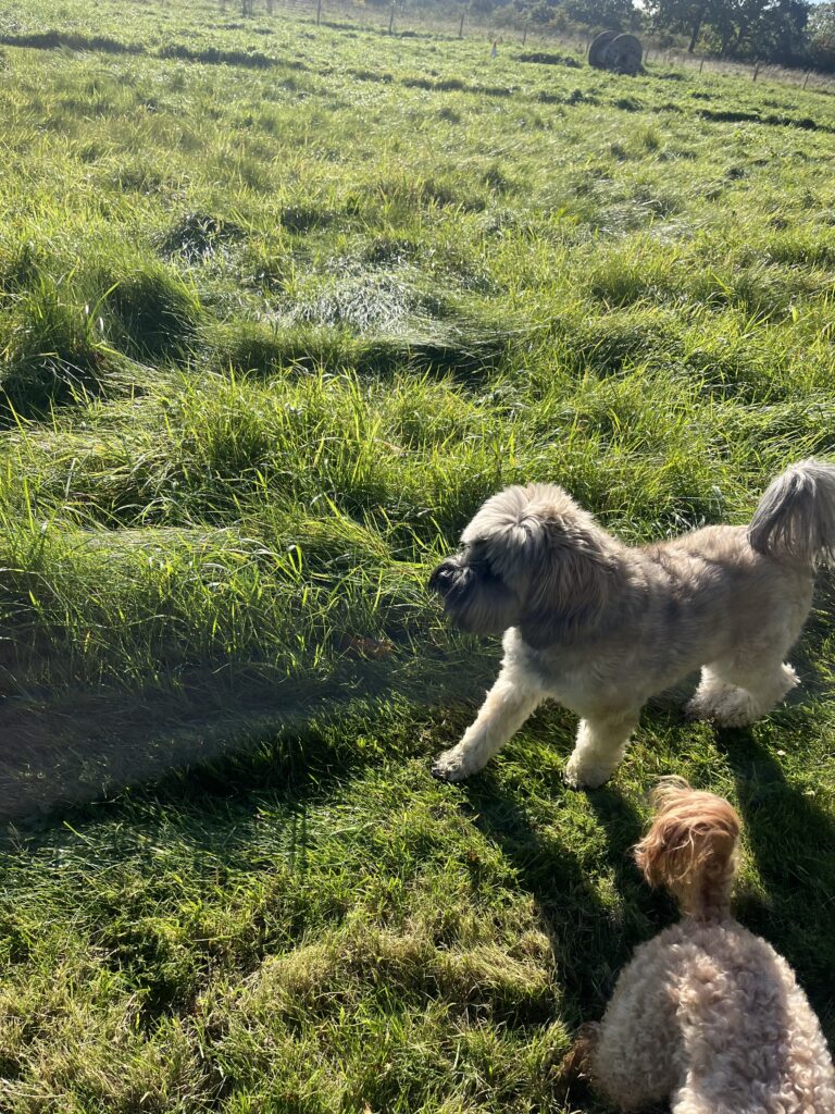 514B9691 C9F4 4D03 B69C C776BE54A52C 768x1024