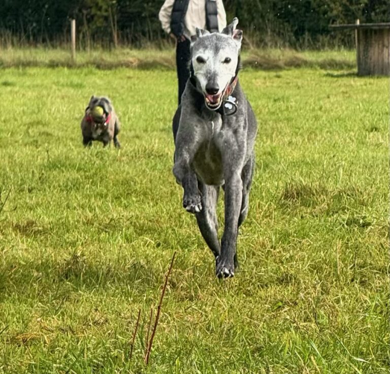 83A964A6 7CE4 478C A121 B816762FBB26 768x736