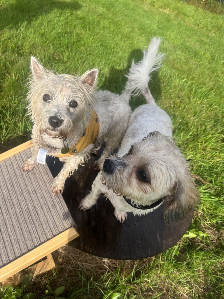 F97CC4B6 295C 4824 9DEE 7F49F595D68F 768x1024