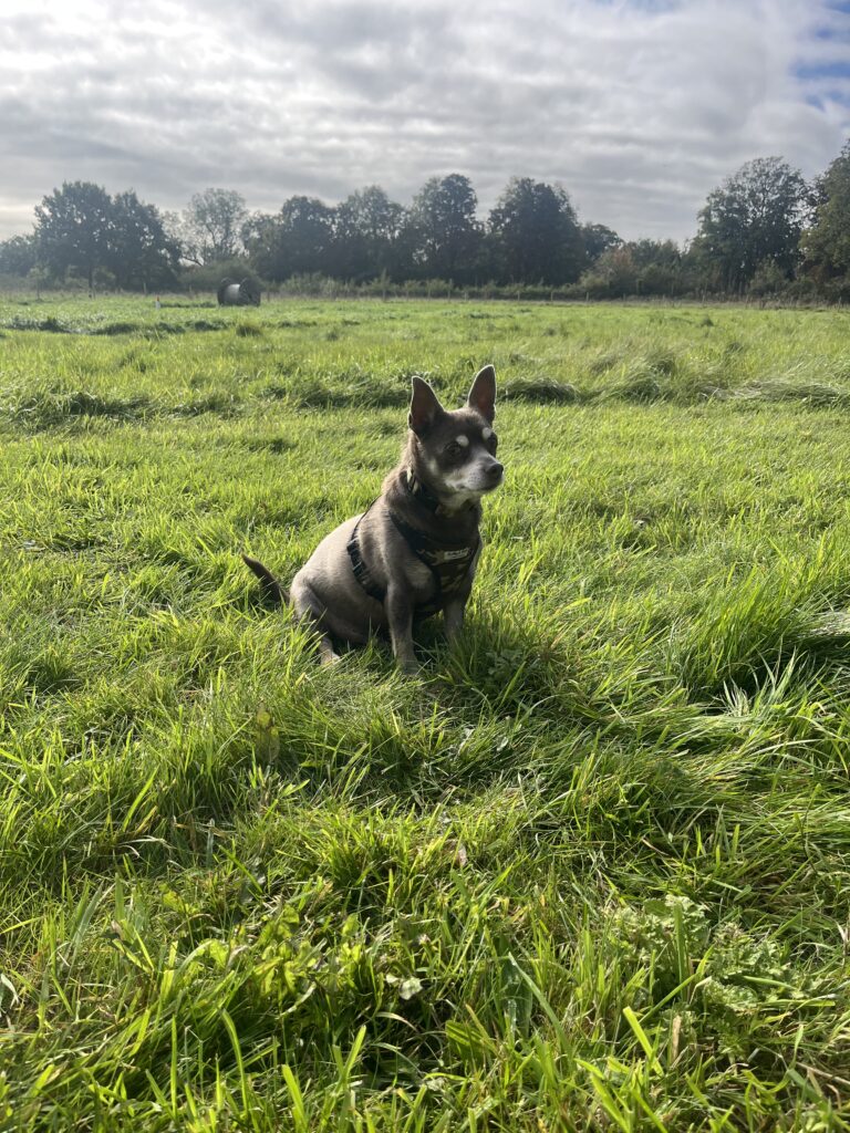 FF42B3AD 380D 4B02 A4C9 1A722621FB79 768x1024