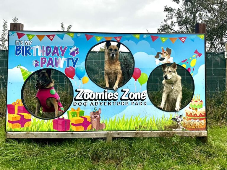 birthday sign with 3 dogs 768x576