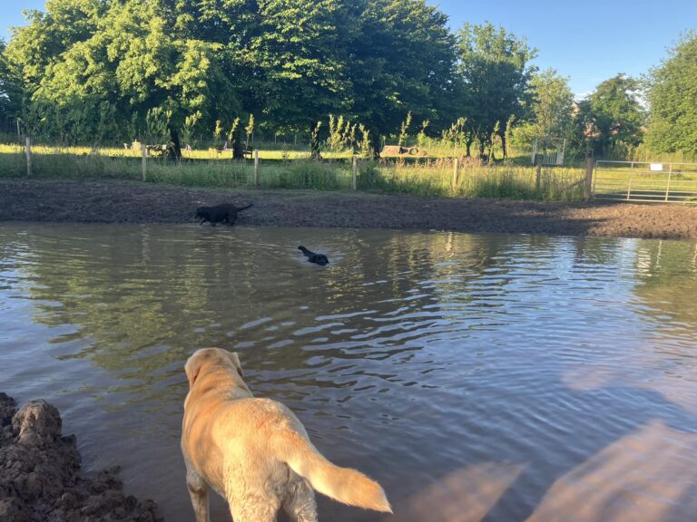 swim pond 1 768x576