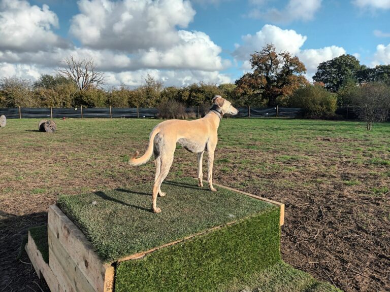 1e3259d2 1fde 49d4 9b41 d15dea266099 768x576