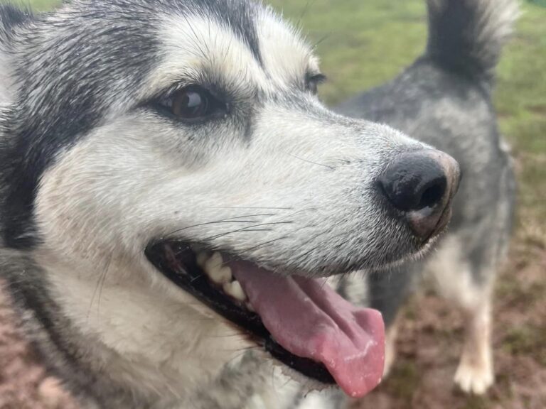 DF Photo Website Banner 768x576