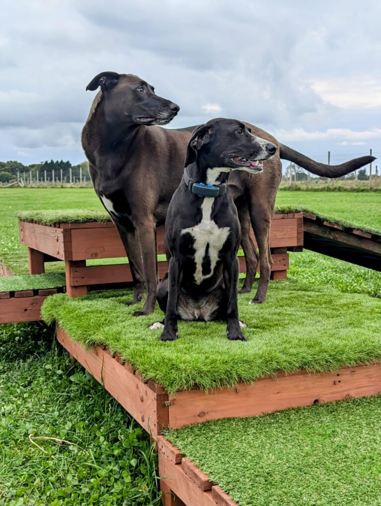 b29aff4a 49d0 4178 95d1 44fefcee580c 768x1020