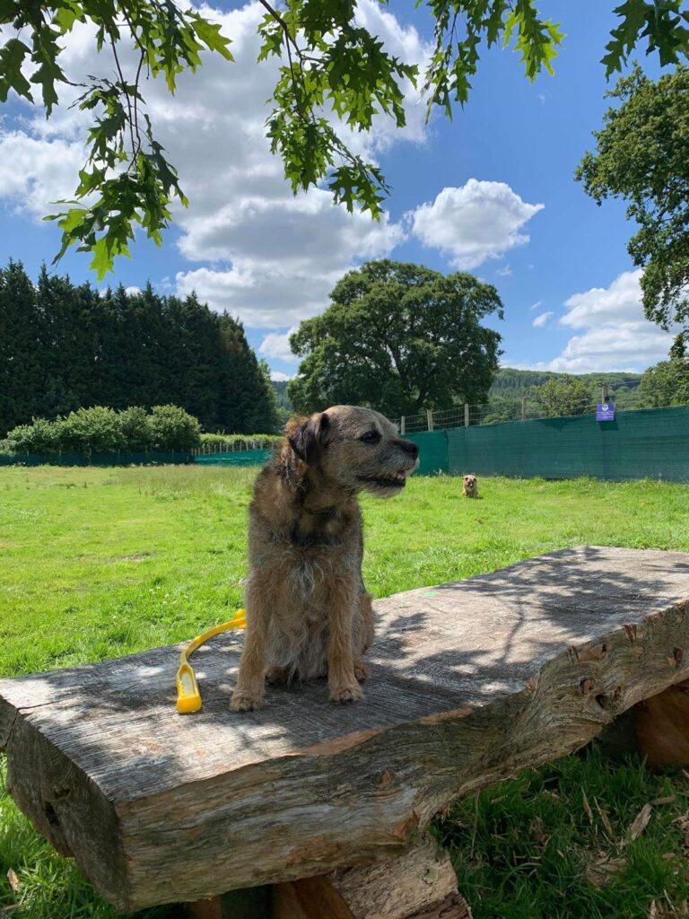 dog field 8 768x1024