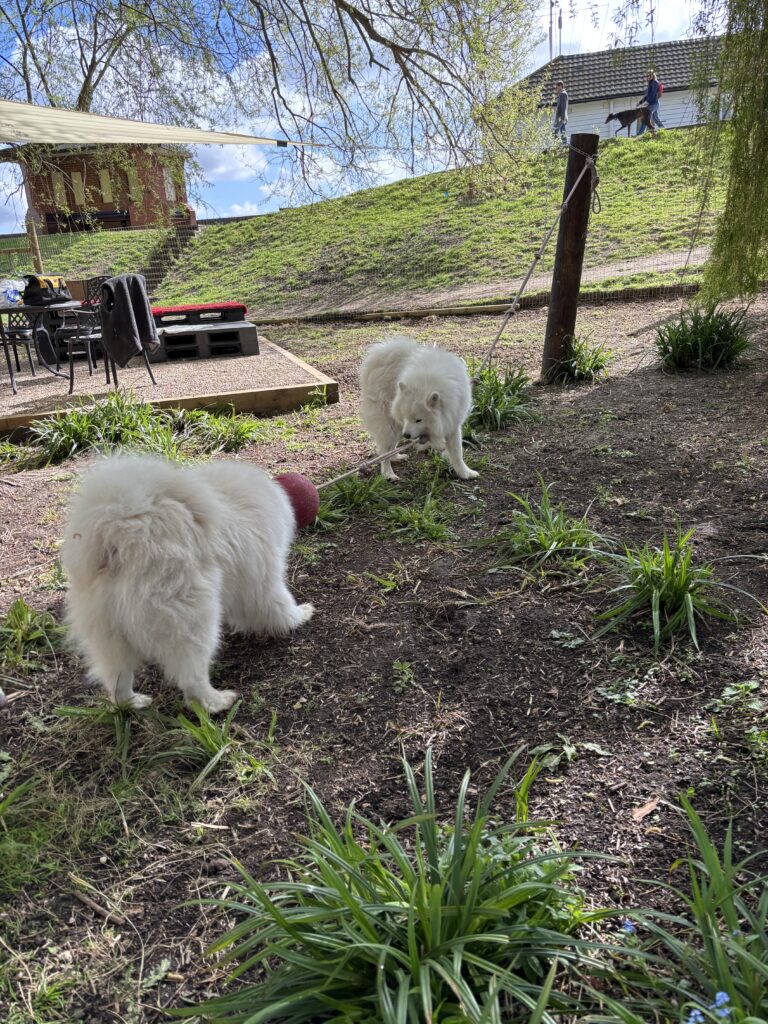 tempImage3rSmfT 768x1024