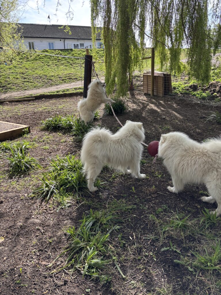 tempImageFT081k 768x1024