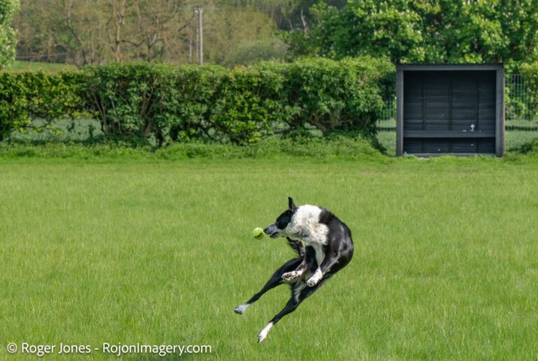 Mdogpaddocks 7 Condensed 1 1 768x515