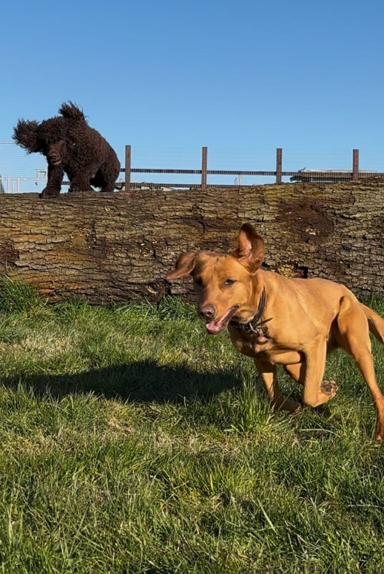 e0754b60 63af 4bc8 a60f bc7d23bd664b 768x1148