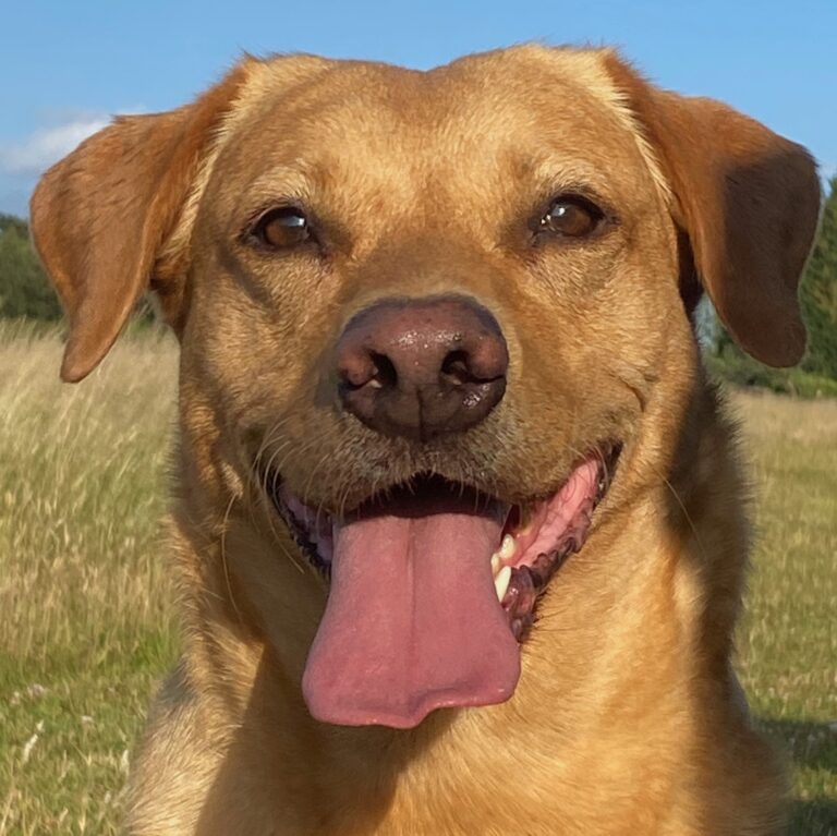 DF Photo Member Photo Happy Dog 080725 768x767