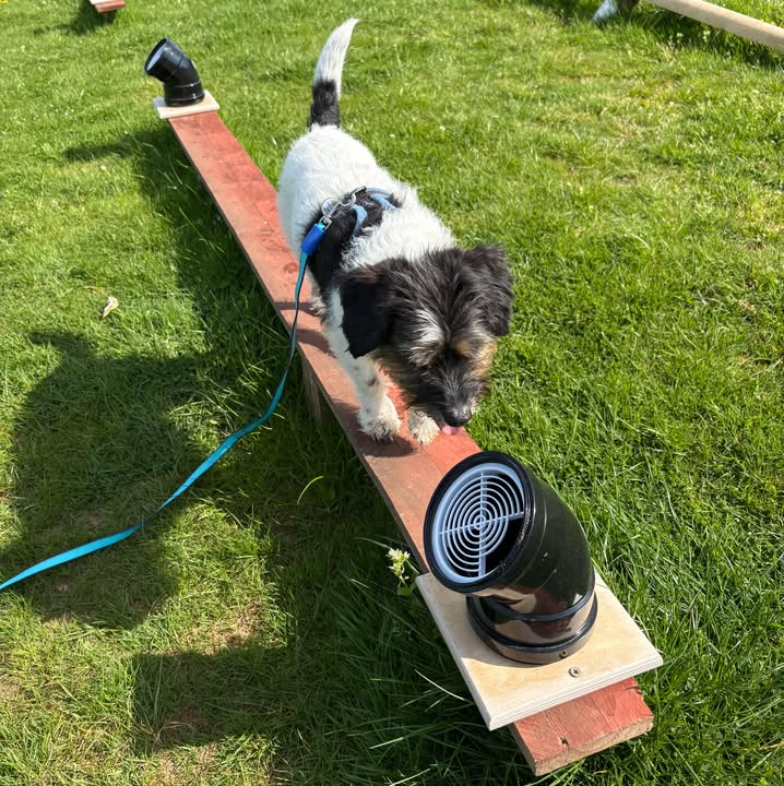 DF Scentwork Member Photo 1