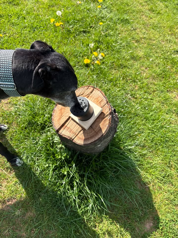 DF Scentwork Member Photo 3