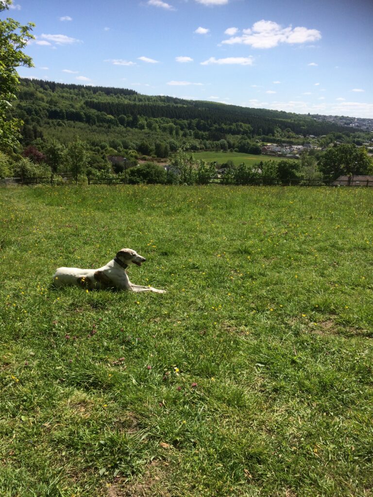 FieldInSummer 768x1024