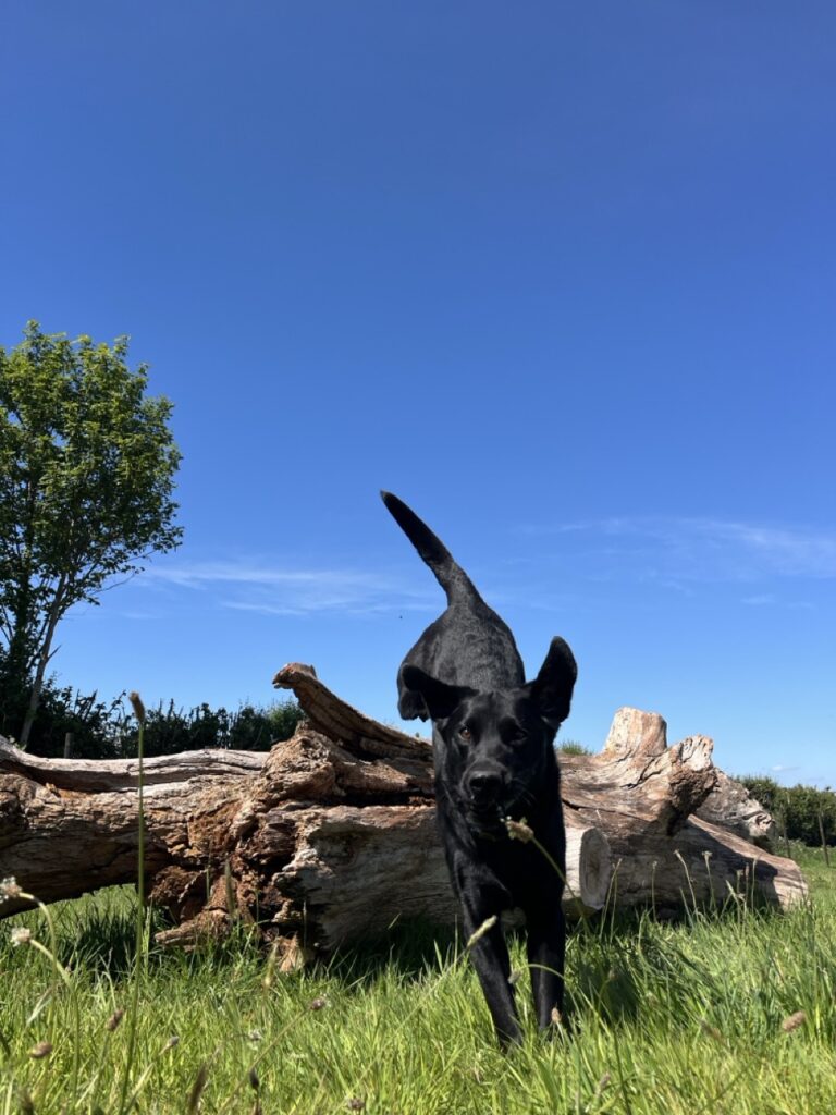 IMG 7237 2 Large 768x1024