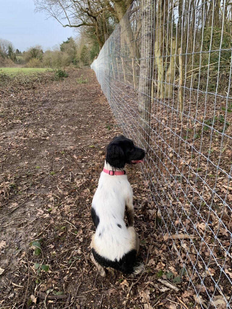 Maisie and the fence 768x1024