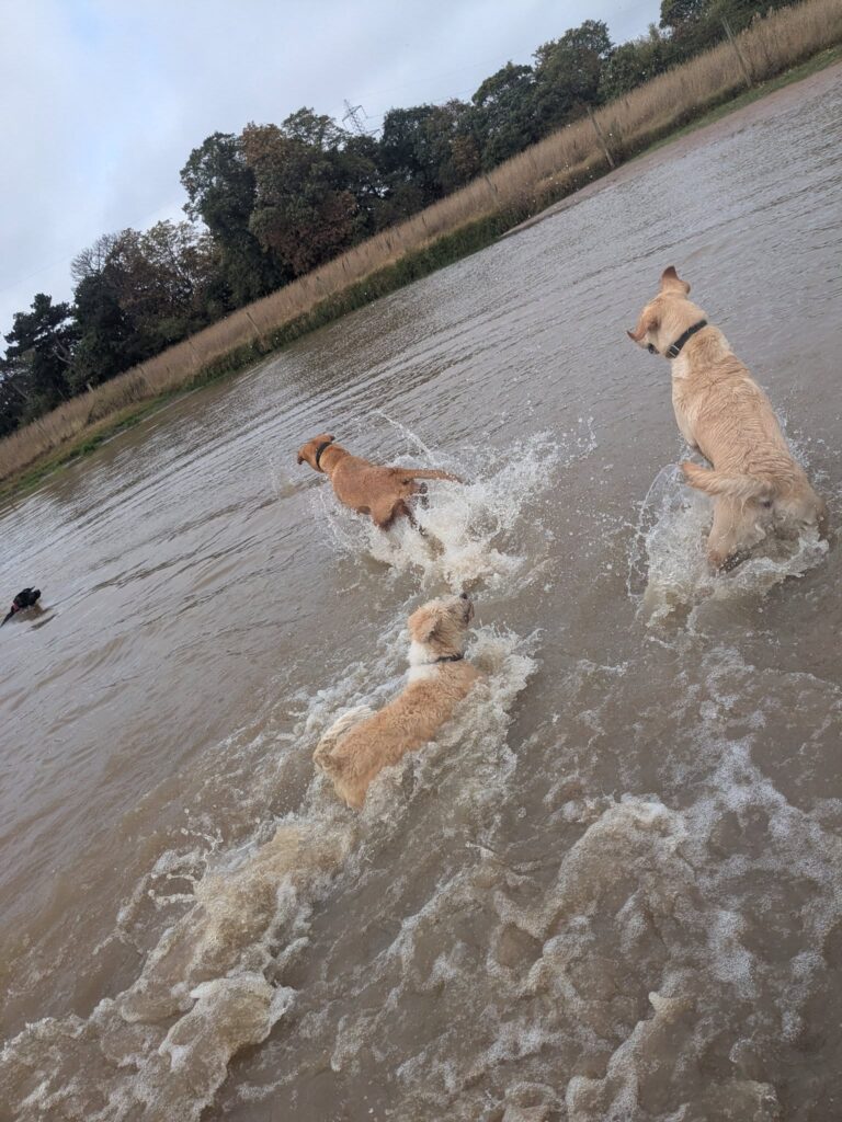 541503982 1134553758798577 1935535224078906572 n 768x1024