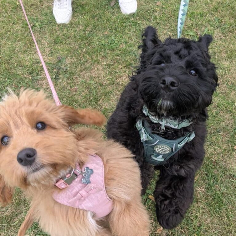 545781699 1139685981618688 6192390189566441388 n 768x770