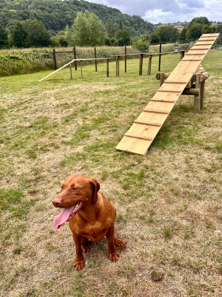 Happy dog at Panpwnton Dog Park 768x1024