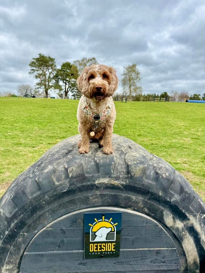 inbound2803199829099030023