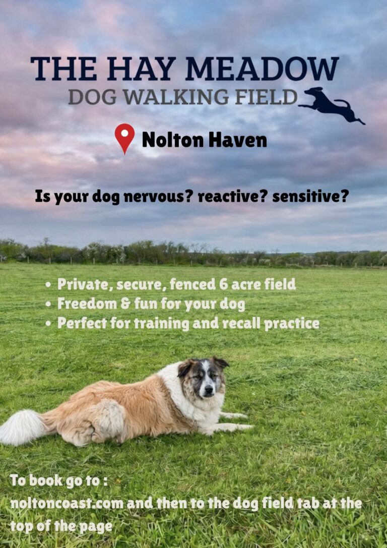 Dog field 2 768x1087